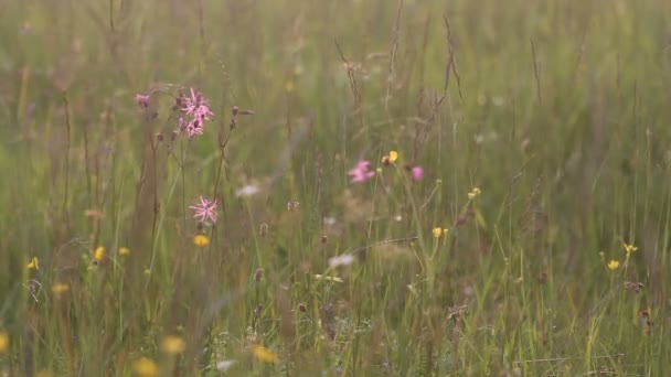 Дикие цветы в ветреный день — стоковое видео