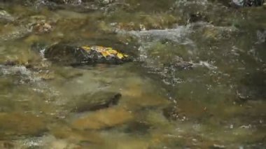 Taş nehir akışı üzerinde sarı leafe
