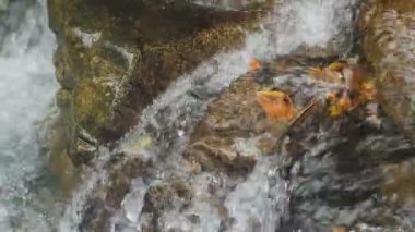 Taş nehir akışı üzerinde sarı leafe