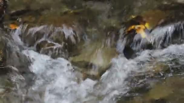 Folha amarela em pedra no fluxo do rio — Vídeo de Stock
