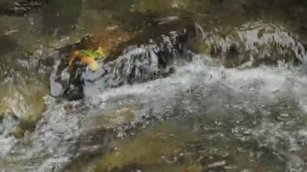 Gul leafe på sten i floden flöde — Stockvideo