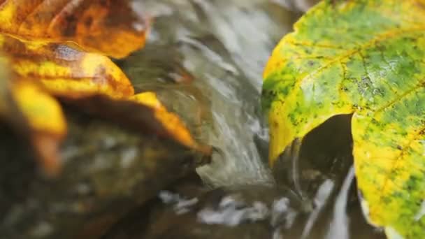 Sárga leafe kő, folyó áramlási — Stock videók