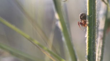 Sabah güneş ışığı altında fabrikasında üzerinde Crabspider