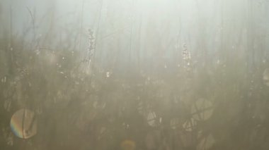 Sabah güneş ışığı ile waterdrops güzel arka plan ile Summergrass