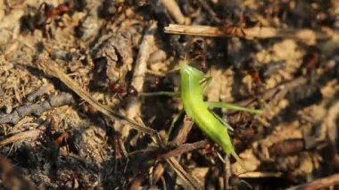 Karıncalar bir grasshoper yakalamak