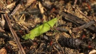 Karıncalar bir grasshoper yakalamak