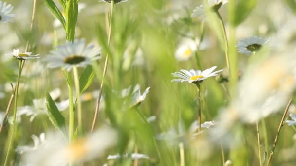 Fält av kamomill blommor i morgon solljus — Stockvideo