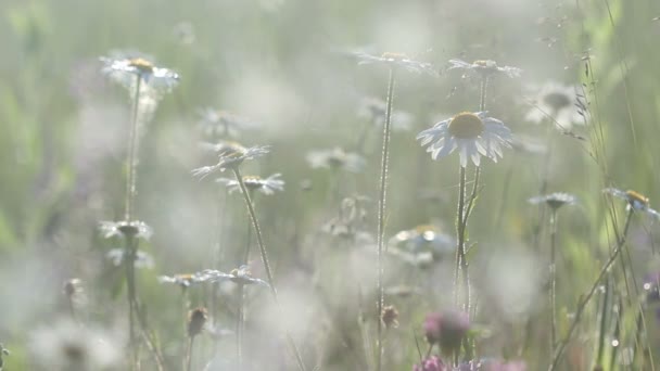 Fält av kamomill blommor i morgon solljus — Stockvideo