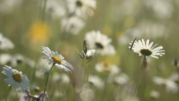 Fält av kamomill blommor i morgon solljus — Stockvideo