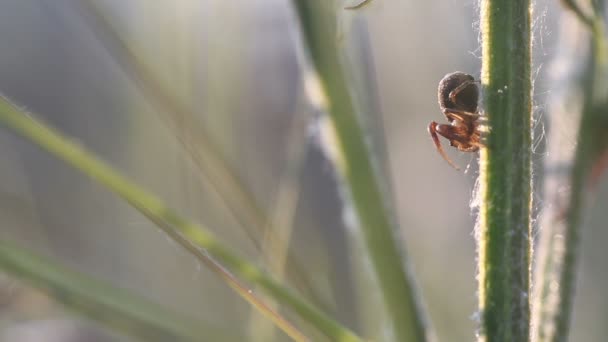 Krabbenspinne auf Pflanze am Morgen im Sonnenlicht — Stockvideo