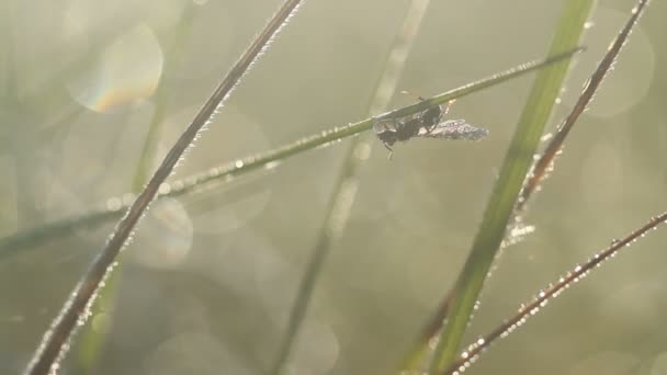 Repülő hangya vízcseppek a reggeli napfény — Stock videók