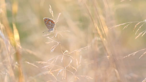 Маленькая красивая бабочка на траве в вечернем солнечном свете движется и летит вверх — стоковое видео