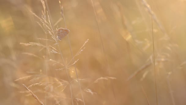 Литчатая бабочка на траве при вечернем солнечном свете — стоковое видео