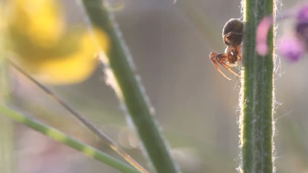 Crabspider 对植物在清晨的阳光 — 图库视频影像