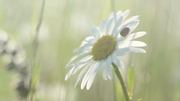 小瓢虫对洋甘菊在早晨的阳光 — 图库视频影像