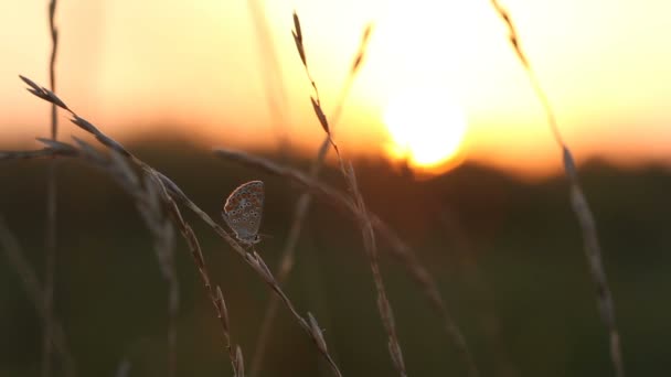 Pequeña mariposa bonita en la hierba en la noche la luz del sol volando — Vídeo de stock