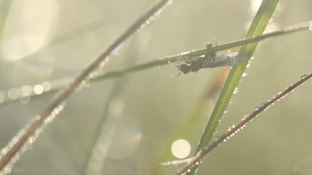Formica volante in gocce d'acqua alla luce del sole del mattino — Video Stock