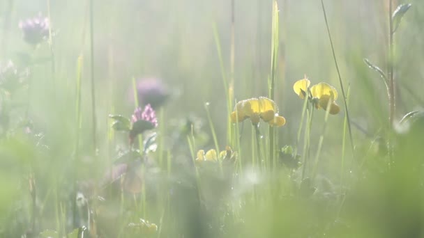 Hierba de verano a la luz del sol de la mañana con gotas de agua con fondo hermoso — Vídeo de stock