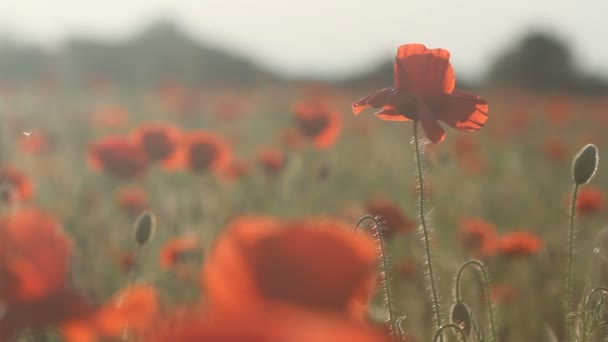 Poppy flowers on wind — Stock Video