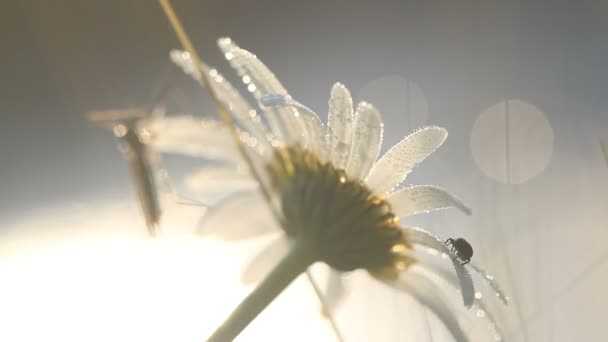 Piccolo insetto e grande zanzara sfocata sulla camomilla con gocce d'acqua al mattino alla luce del sole — Video Stock