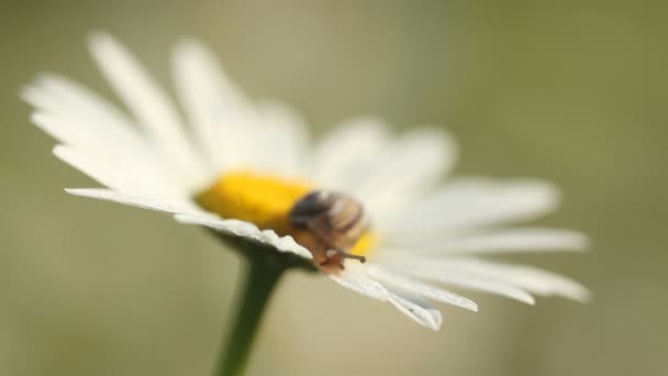 Little snail on camomile — Stock Video