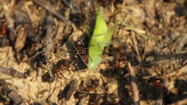 Hormigas atrapando a un saltamontes — Vídeo de stock