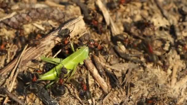 Formigas pegando um gafanhoto — Vídeo de Stock