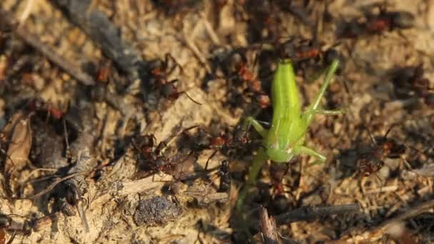 Formiche che catturano un grasshoper — Video Stock