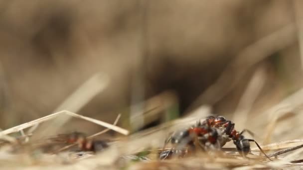 Ants catching a caterpillar. — Stock Video