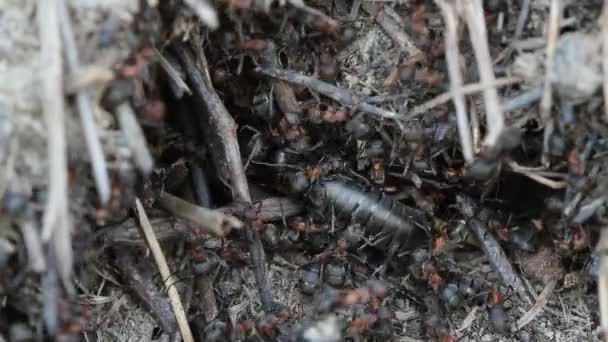 Ants catching a cricket on anthill — Stock Video