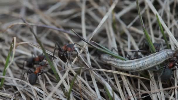 Ants catching a caterpillar. — Stock Video