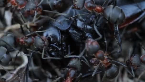 Ants catching a cricket on anthill — Stock Video