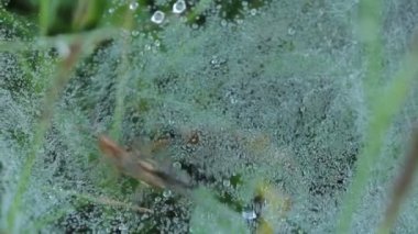 Örümcek atacking su ile spiwerweb tarihinde çekirge damla