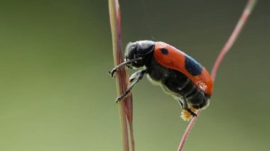 Erkek böcek yumurta, Clytra laeviuscula