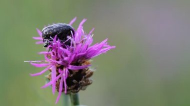 İki çiçek (Tropinota hirta toplantılar rahatsız ediyor)