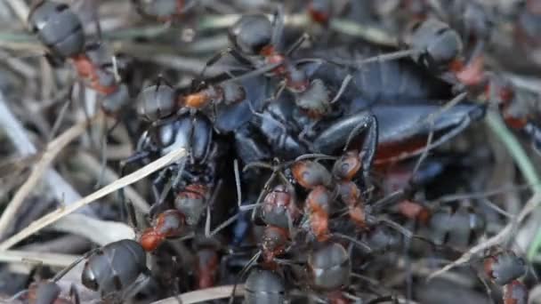 Муравьи ловят сверчка на муравейнике — стоковое видео