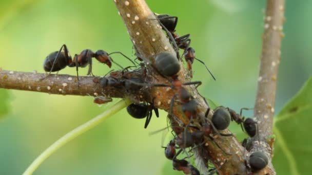 Hormigas ordeñando pulgones en planta — Vídeo de stock
