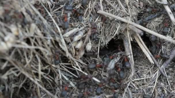 Ants catching a cricket on anthill — Stock Video