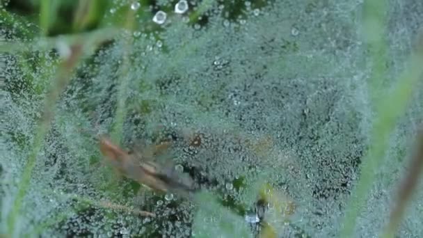 Spider atacking la cavalletta su ragnatela con gocce d'acqua — Video Stock