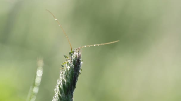 Grasshopper si nasconde nell'erba — Video Stock