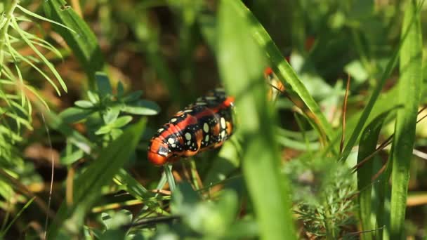 Spurge Hawk-moth caterpillar eating spurge — Stock Video