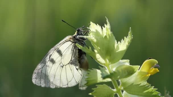 Farfalla di Parnassius mnemosyne su fiore — Video Stock