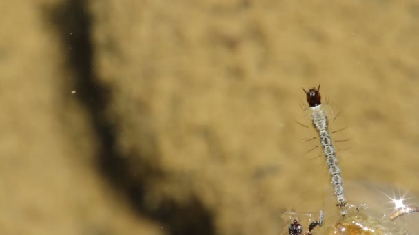 Saludos de larva de mosquitos — Vídeos de Stock