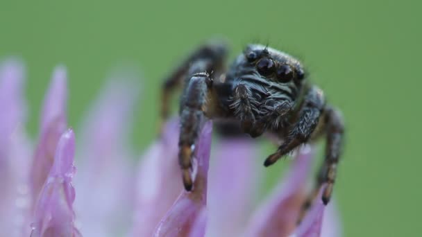 Hand wave Hello in jumping spider eyes — Stock Video