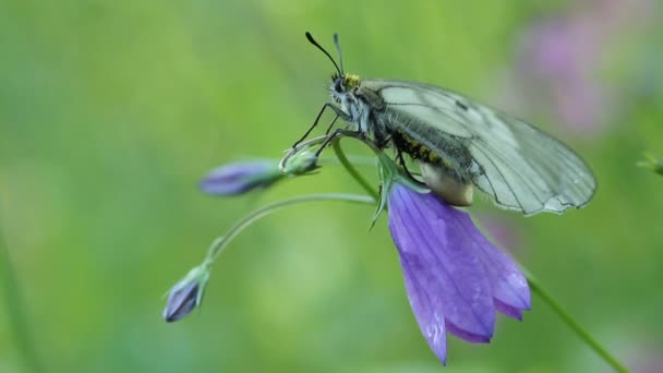 Motyl Parnassius mnemosyne na kwiat — Wideo stockowe