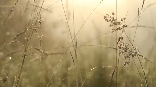 Летняя трава в утреннем солнечном свете с каплями воды — стоковое видео