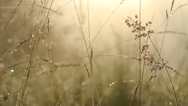 Herbe d'été au soleil du matin avec des gouttes d'eau — Video