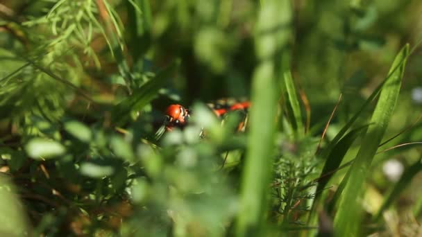 Spurge Hawk-moth caterpillar eating spurge — Stock Video