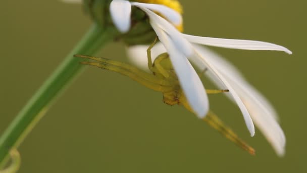 Gelbe Krebsspinne wartet auf sein Opfer — Stockvideo