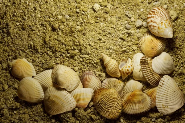 Muscheln auf hartem Sand — Stockfoto
